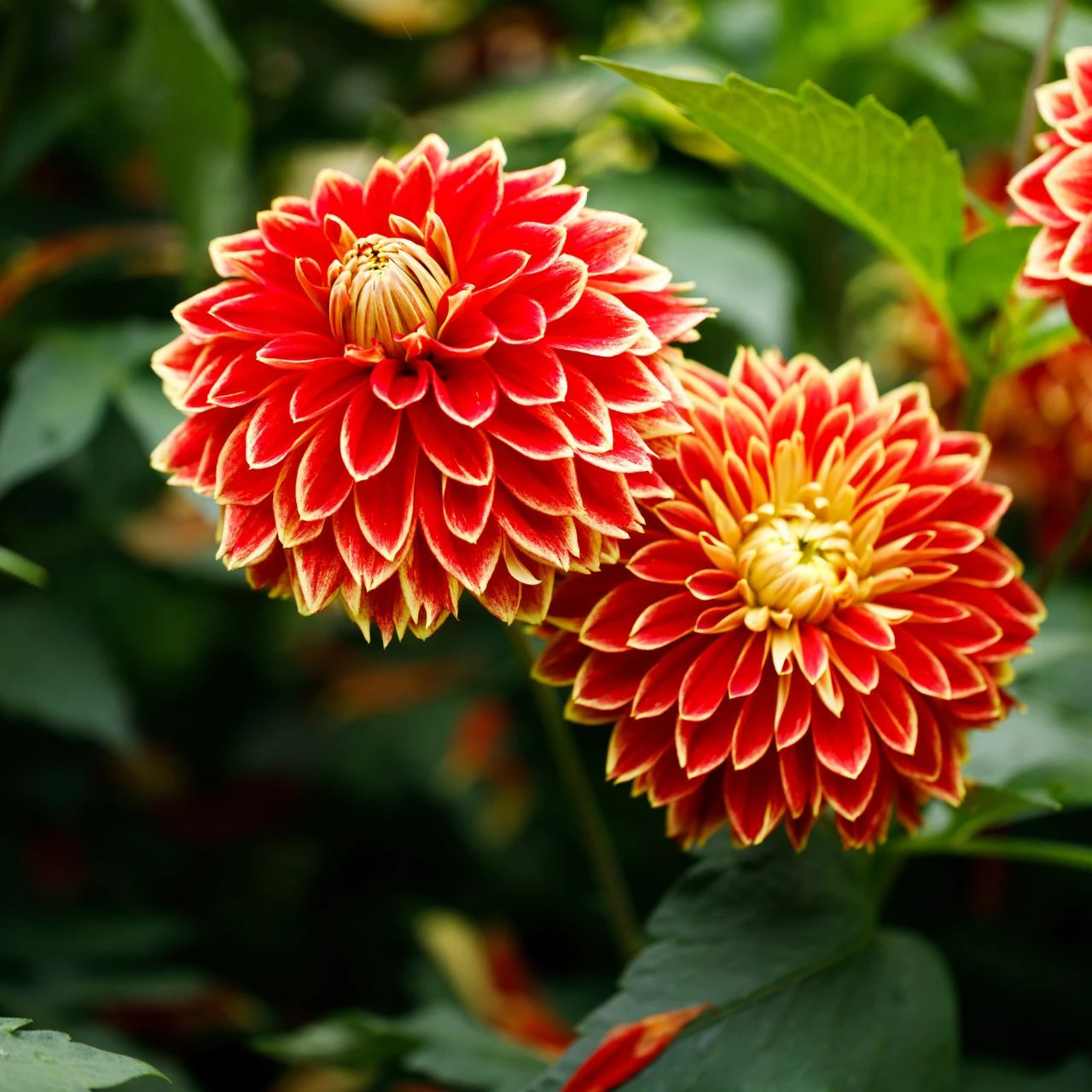 Dahlia Decorative Maxime - Image 4