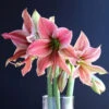 Amaryllis Single Exotic Star
