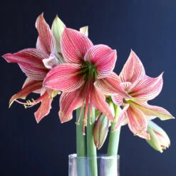 Amaryllis Single Exotic Star