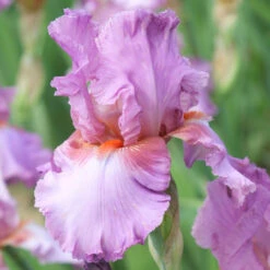 Bearded Iris Persian Berry