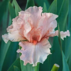 Bearded Iris October Splendor