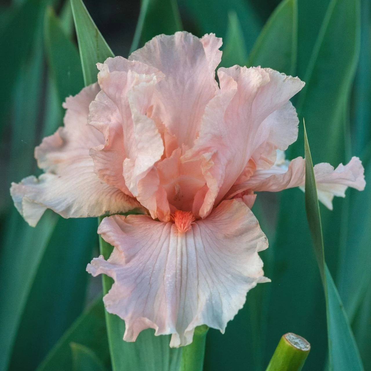 Bearded Iris October Splendor