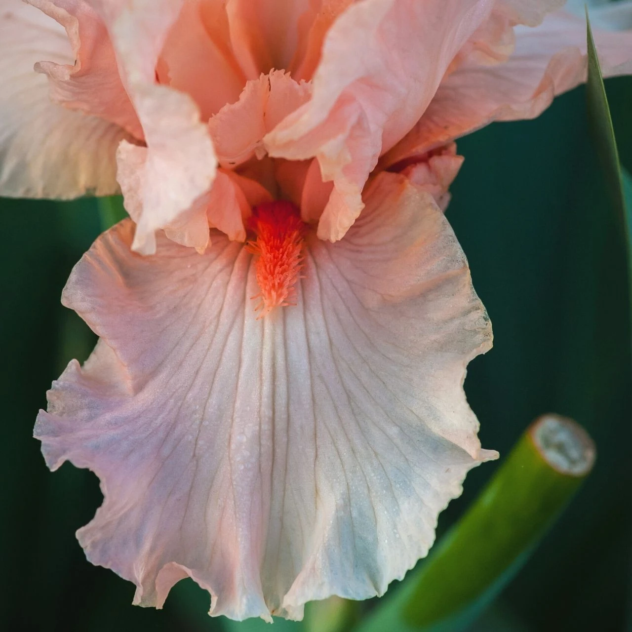 Bearded Iris October Splendor - Image 2