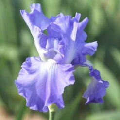 Bearded Iris Victoria Falls