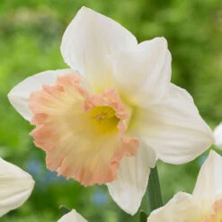 Daffodil Trumpet British Gamble