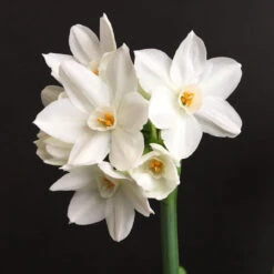 Daffodil Tazetta Inbal Paperwhites