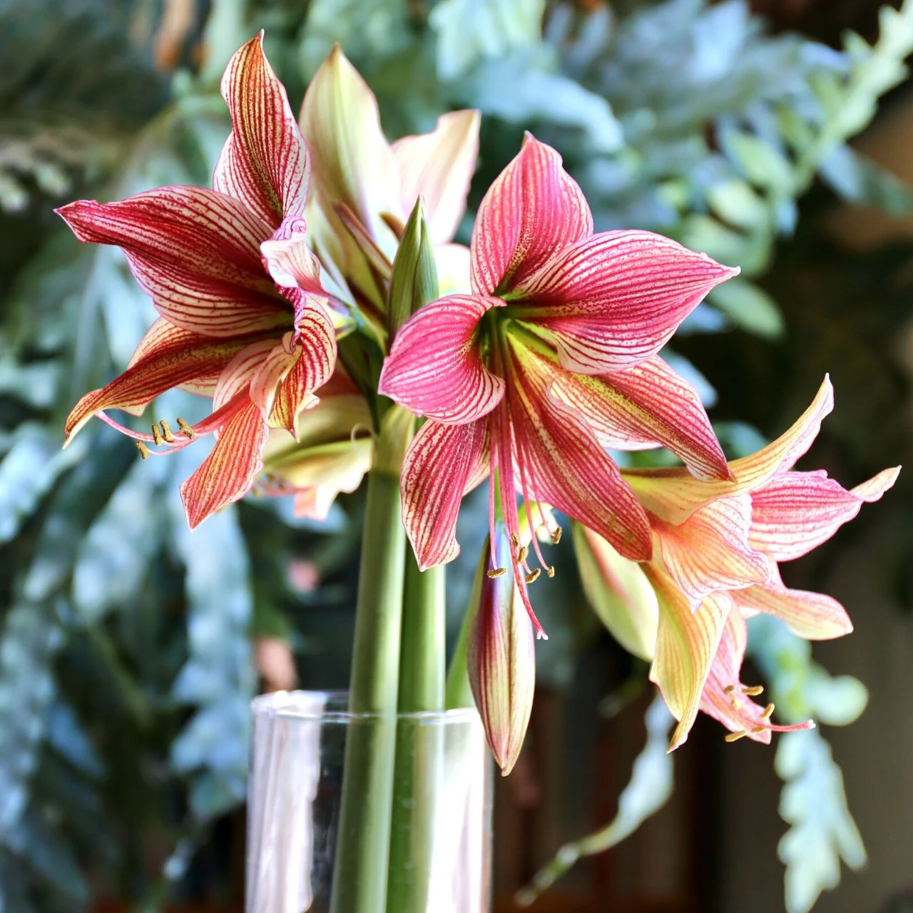 Amaryllis Single Exotic Star - Image 2