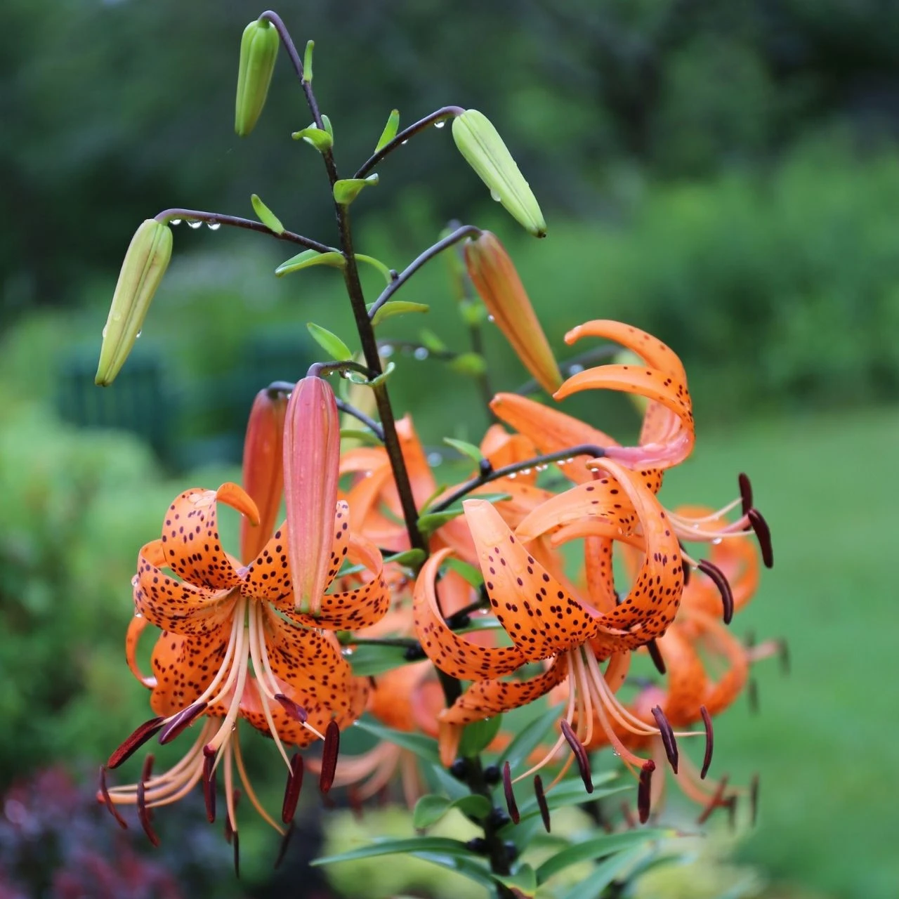 Lily Tiger Lancifolium - Image 3