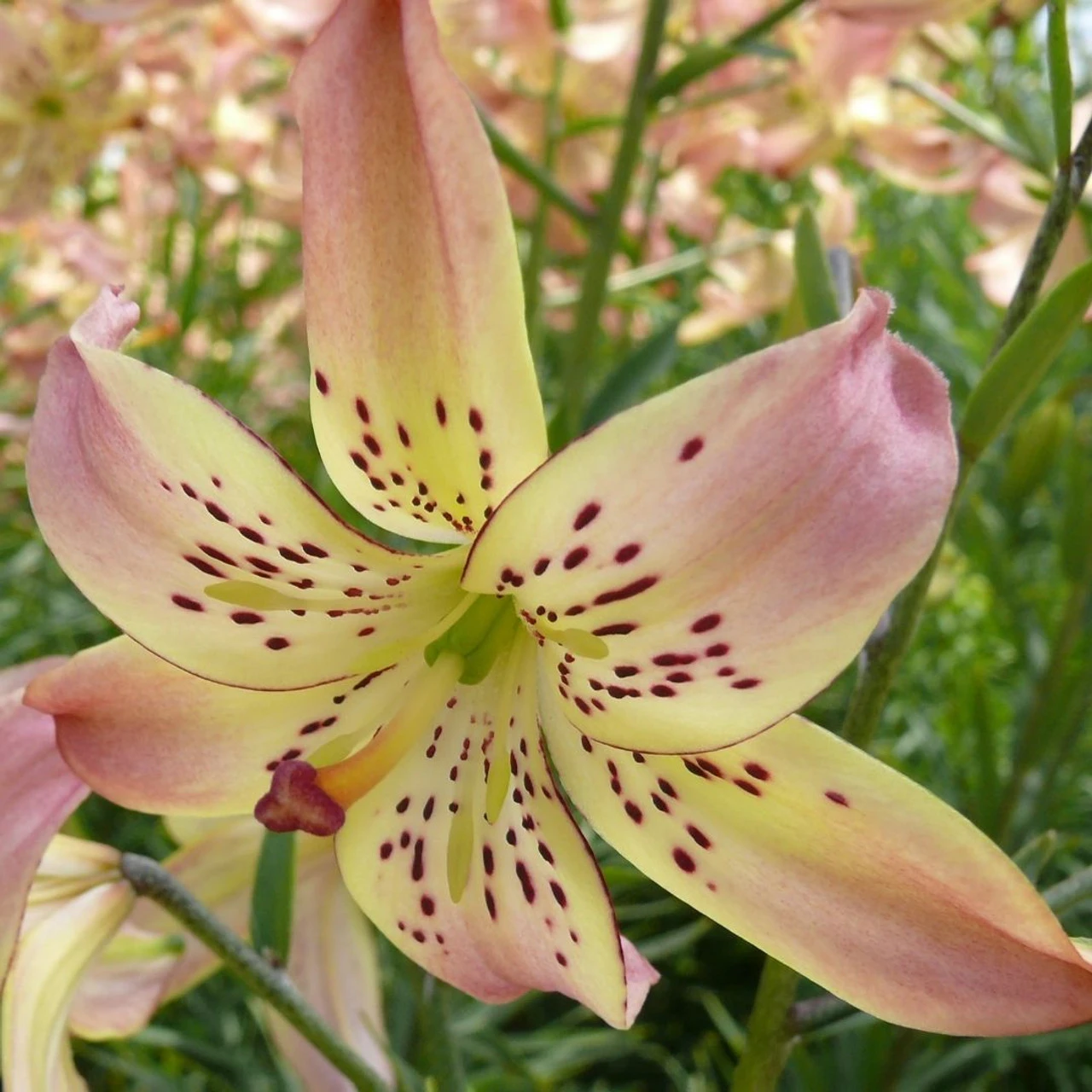 Lily Asiatic Corsage