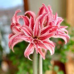 Amaryllis Double Doublet