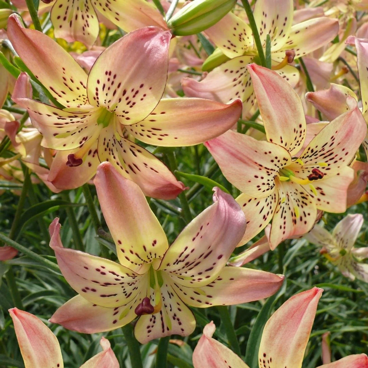 Lily Asiatic Corsage - Image 2