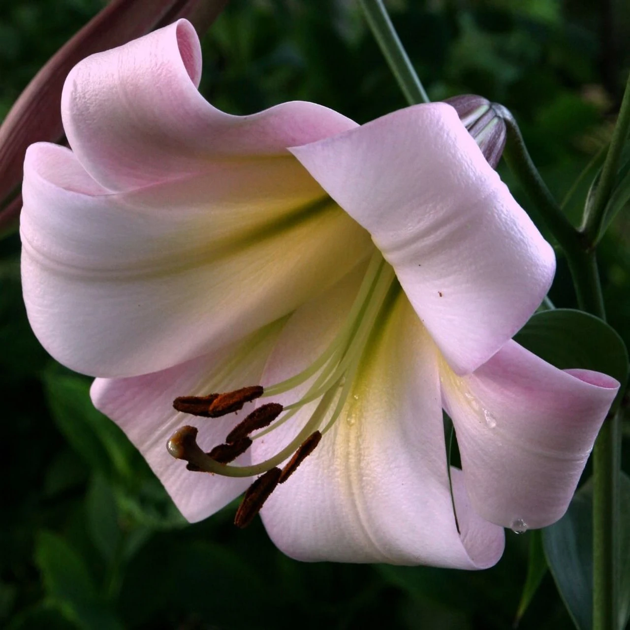 Lily Oriental Trumpet (OT)Eastern Moon