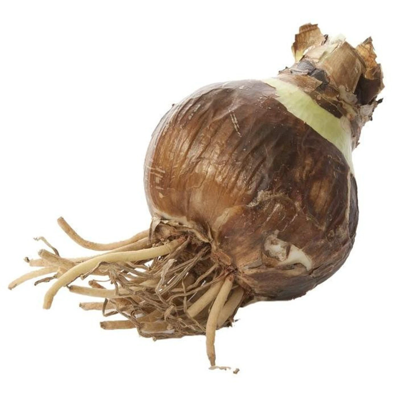 Amaryllis Arctic Nymph With Globe Pot Growing Kit - Image 5