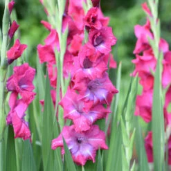 Gladiolus Large Flowering Lumiere