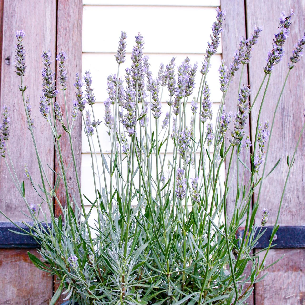 Lavandula Sensational! - Image 2