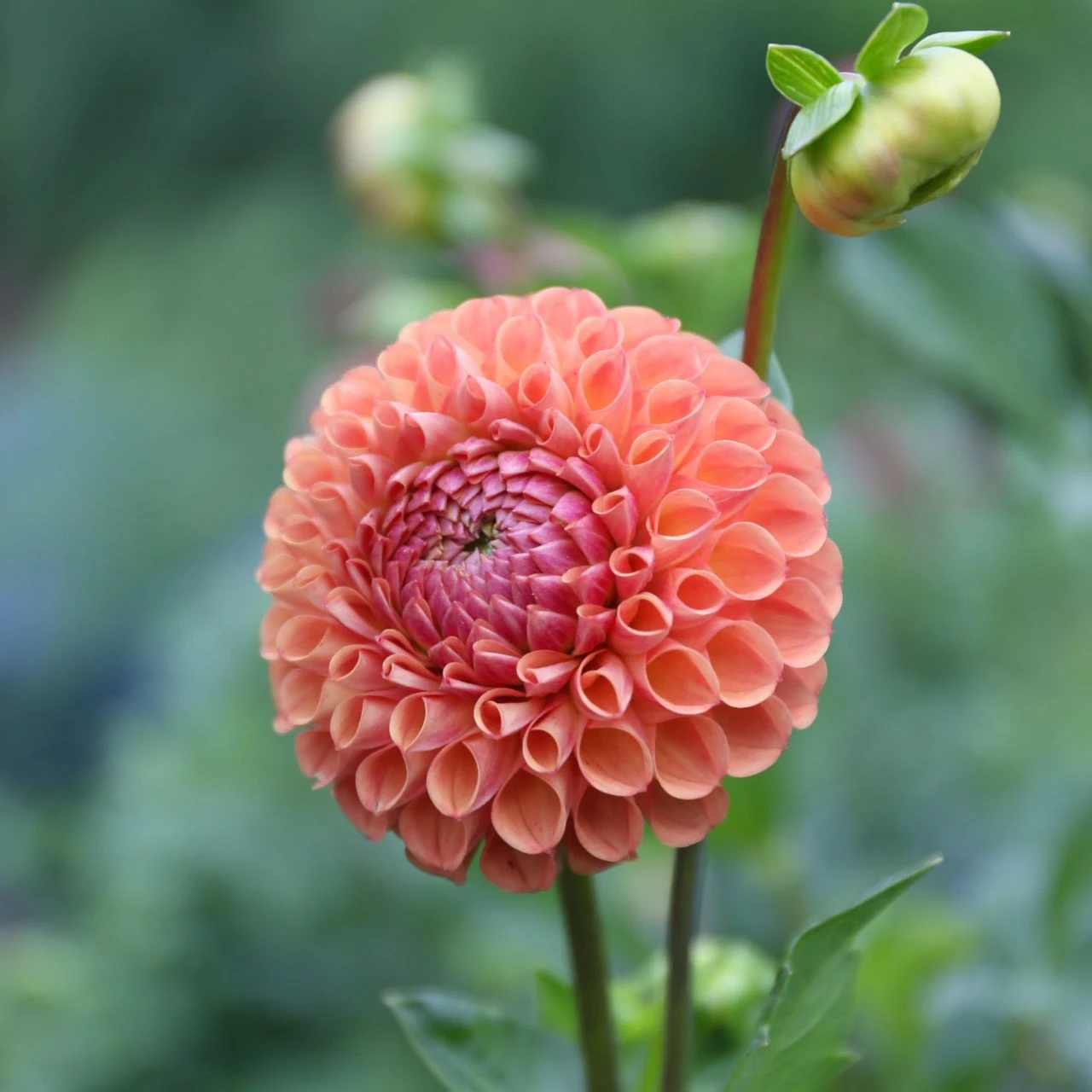 Dahlia Ball Cornel Bronze