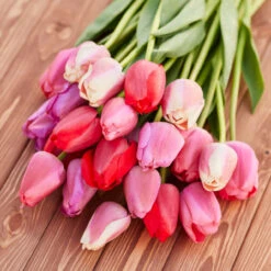 Tulip Darwin Hybrid Pride Mix