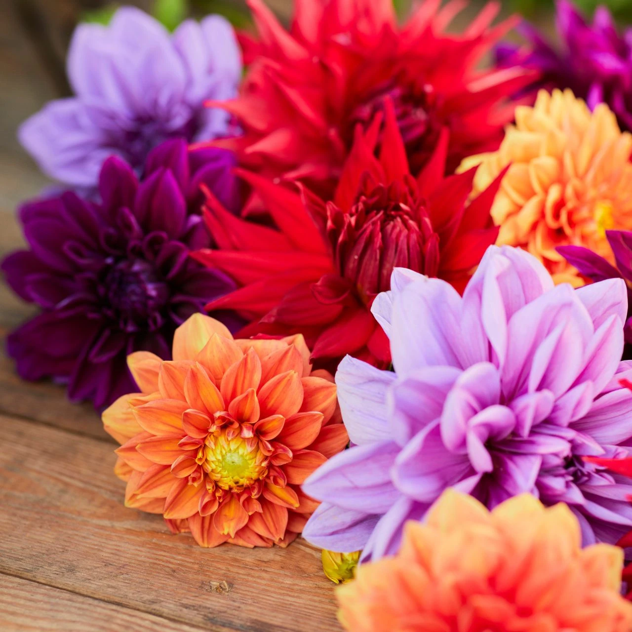 Dahlia Assorted Mulberry Mango Collection - Image 2