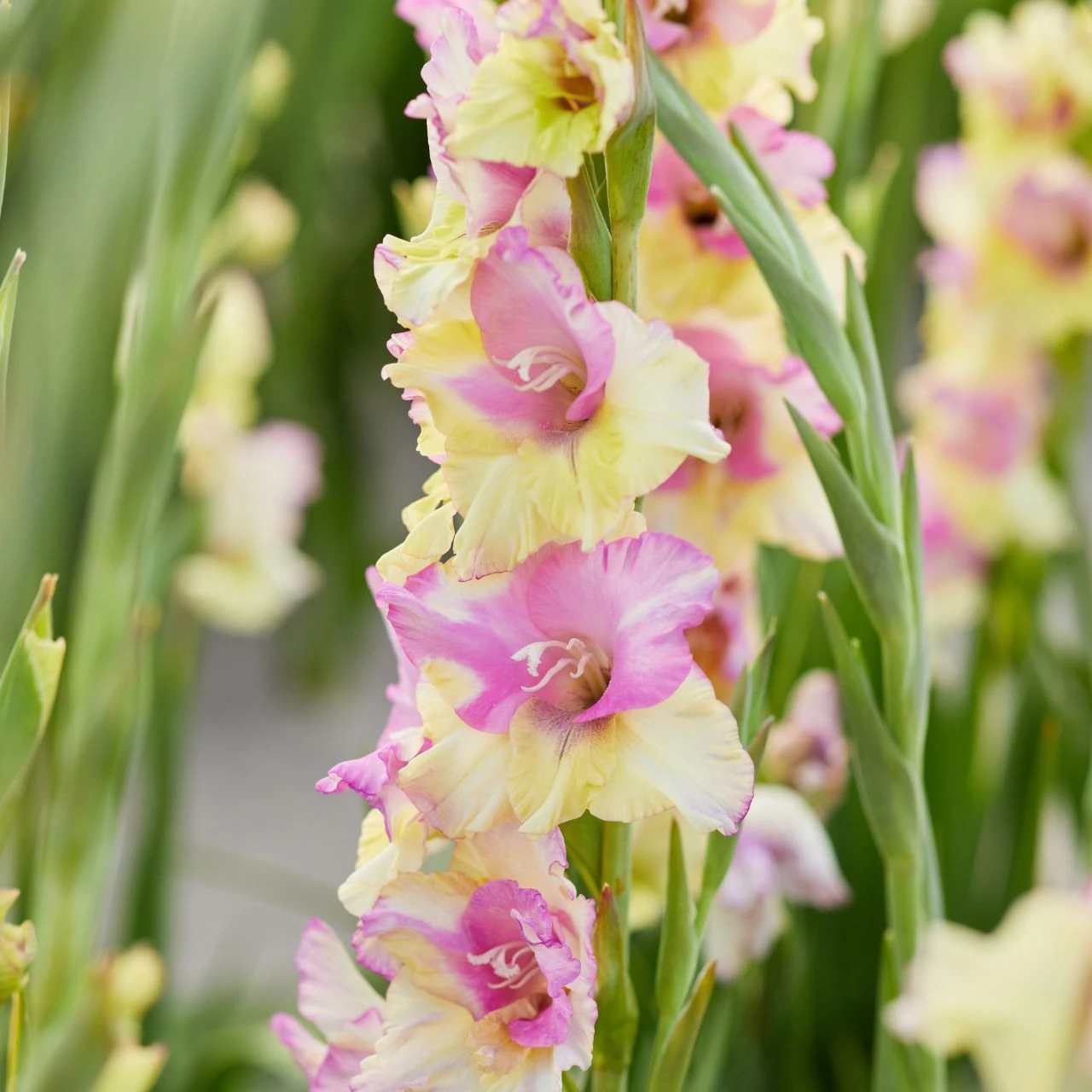 Gladiolus Large Flowering Mon Amour - Image 4