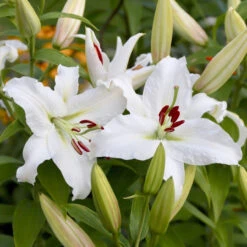 Lily Oriental Casa Blanca