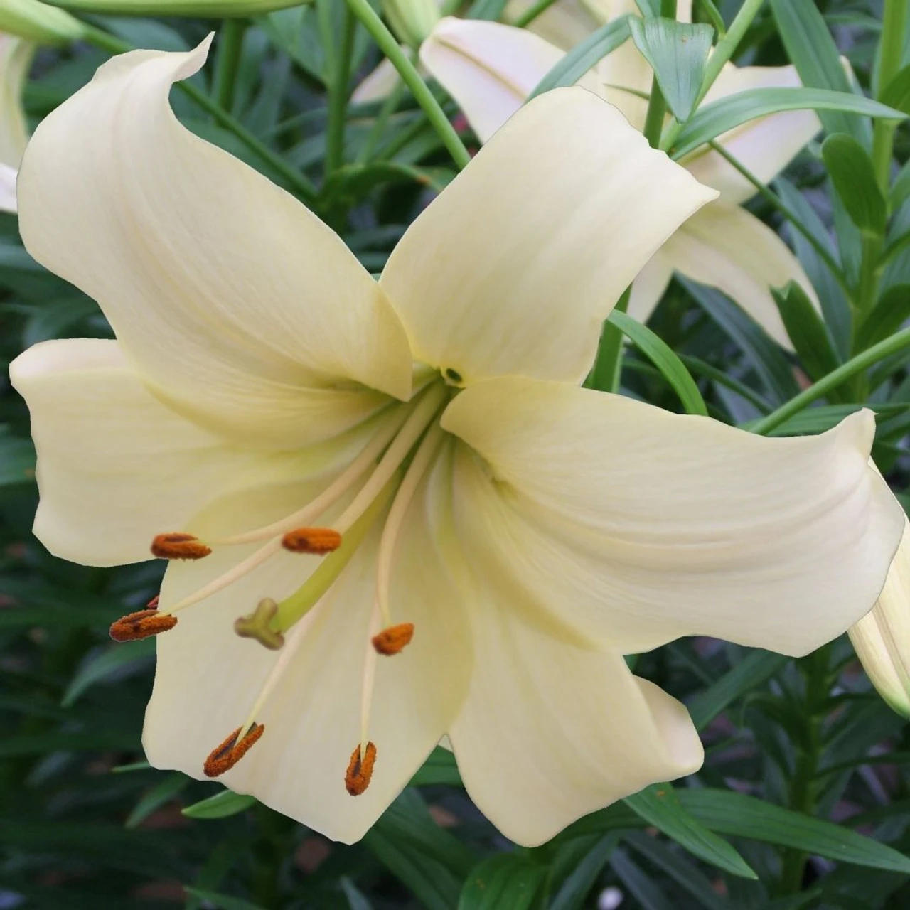 Lily Asiatic Pearl White