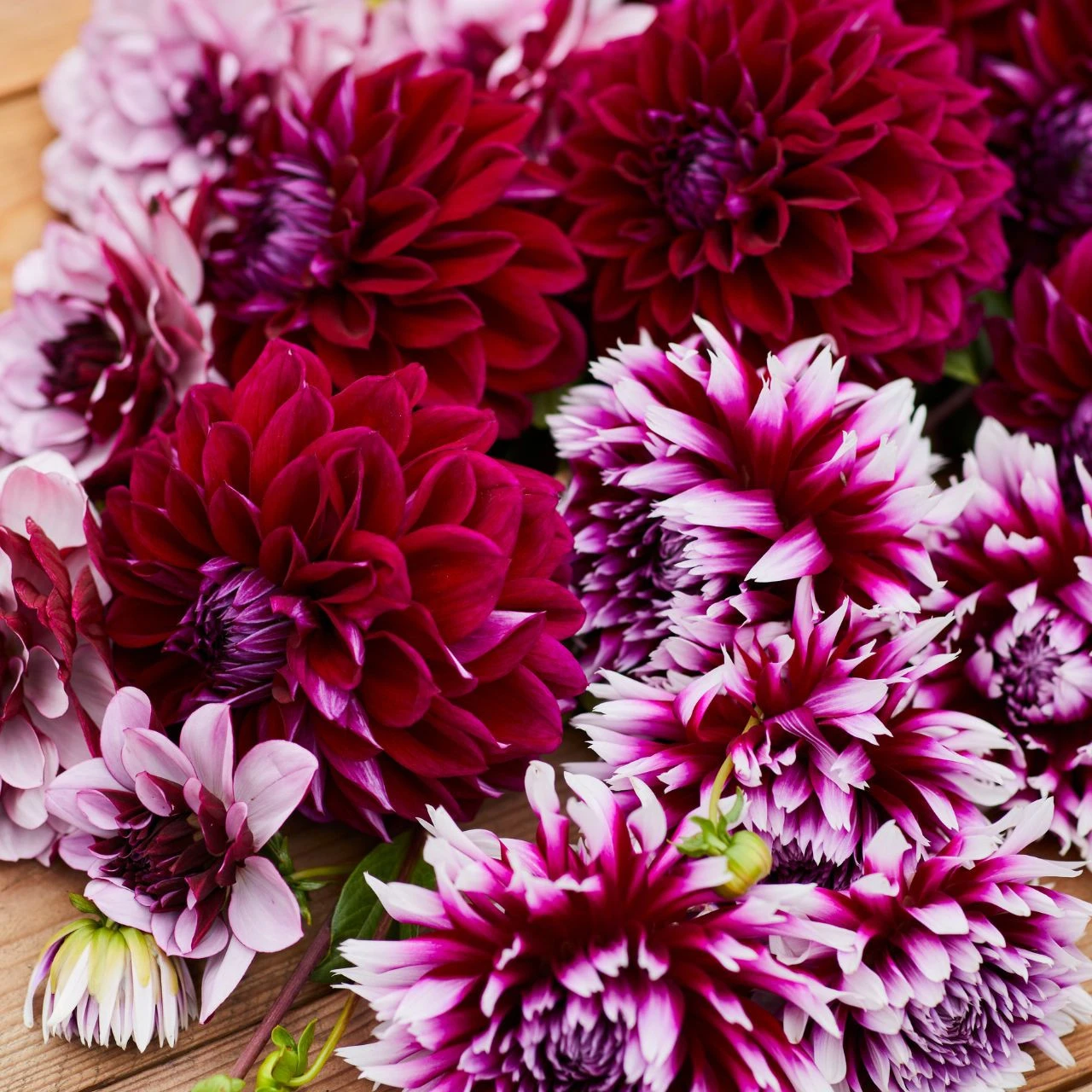 Dahlia Assorted Berries & Cream Collection - Image 2