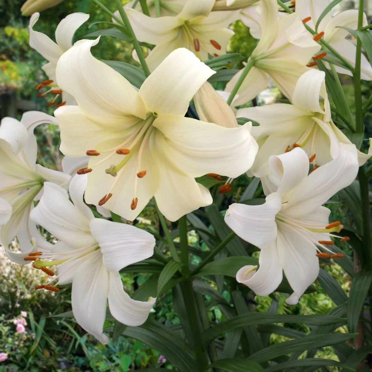 Lily Asiatic Pearl White - Image 2