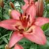 Lily Asiatic Tinilco