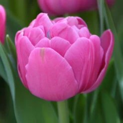 Tulip Double Early Double Flag