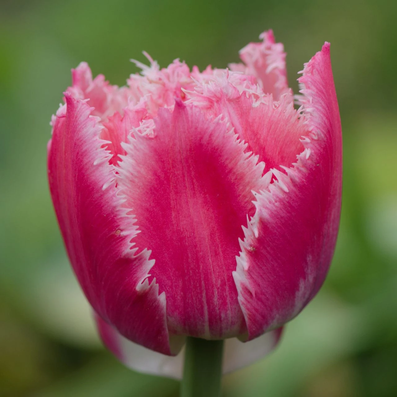 Tulip Fringed Queensland - Image 3
