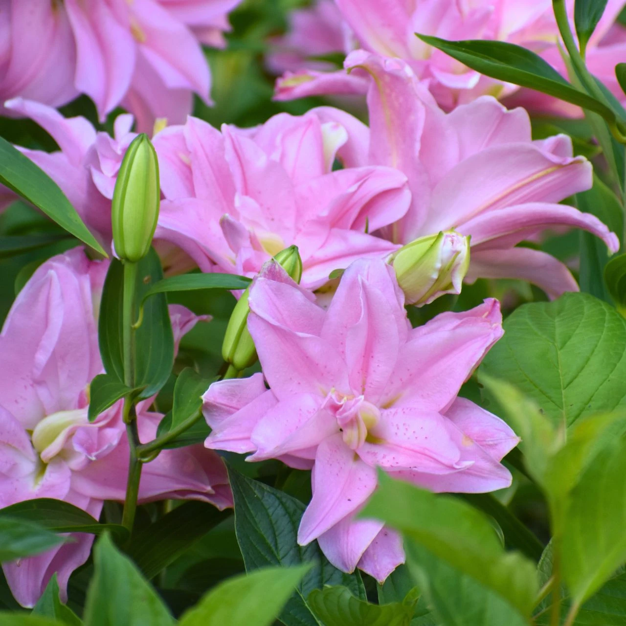 Lily Double Oriental Roselily Editha - Image 2