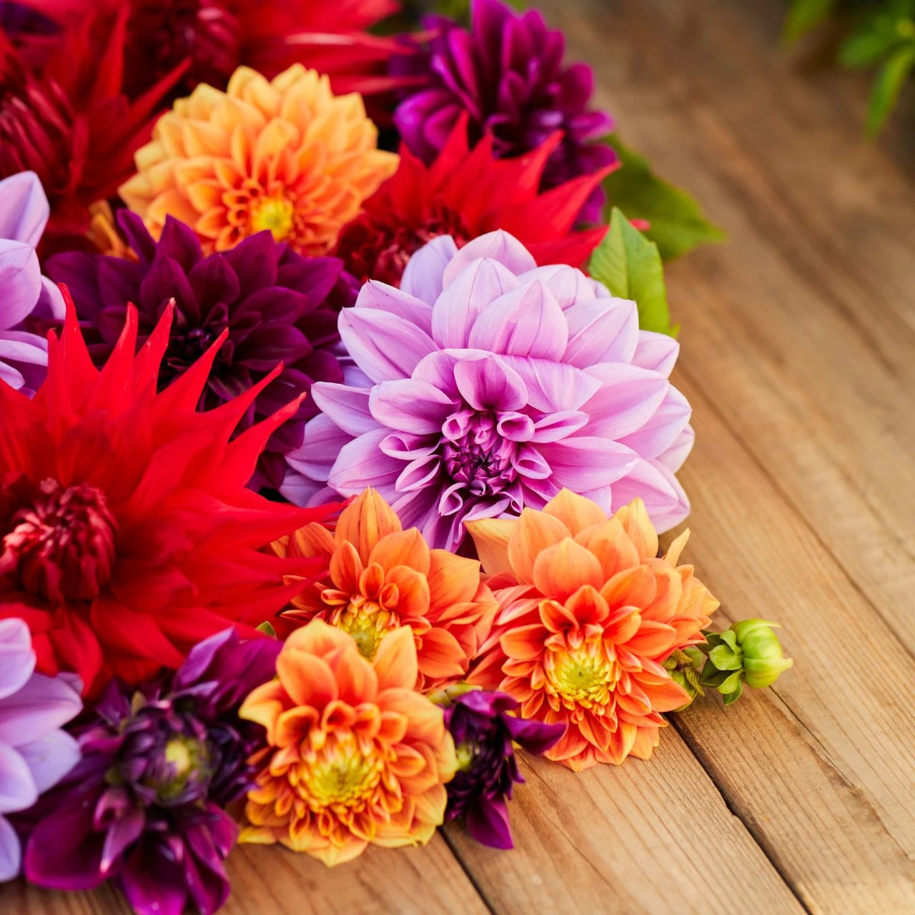 Dahlia Assorted Mulberry Mango Collection - Image 3