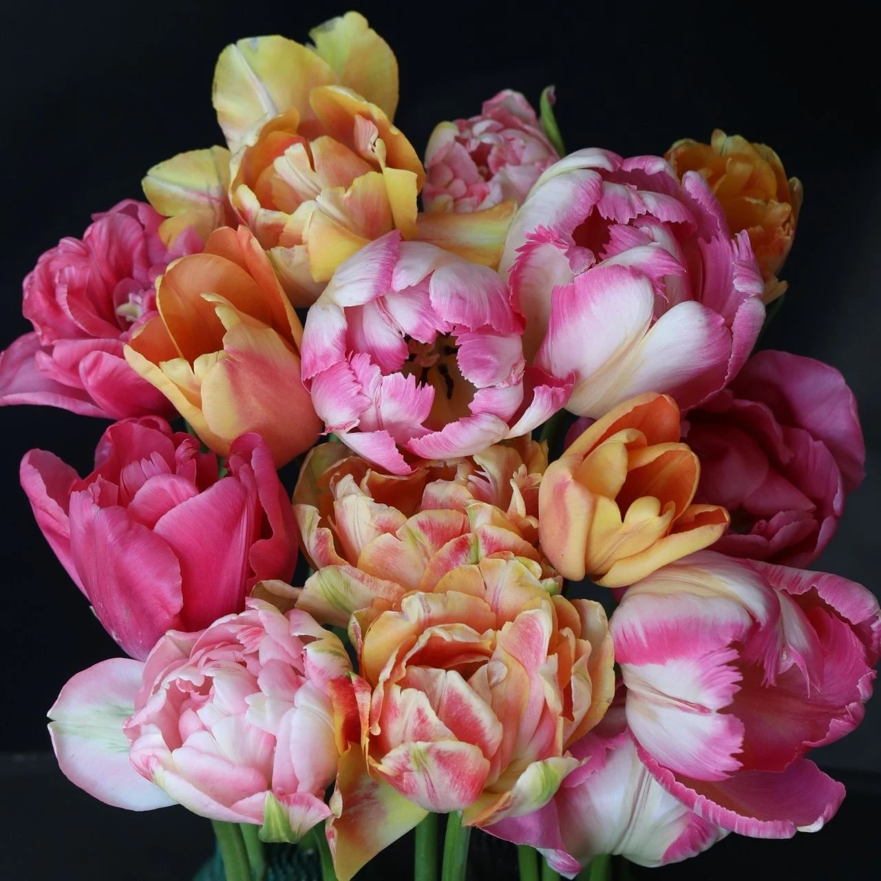 Tulip Flirty Fleurs Dauphine Collection - Image 3