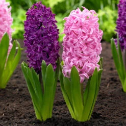 Hyacinth Orientalis Pink Pearl & Woodstock
