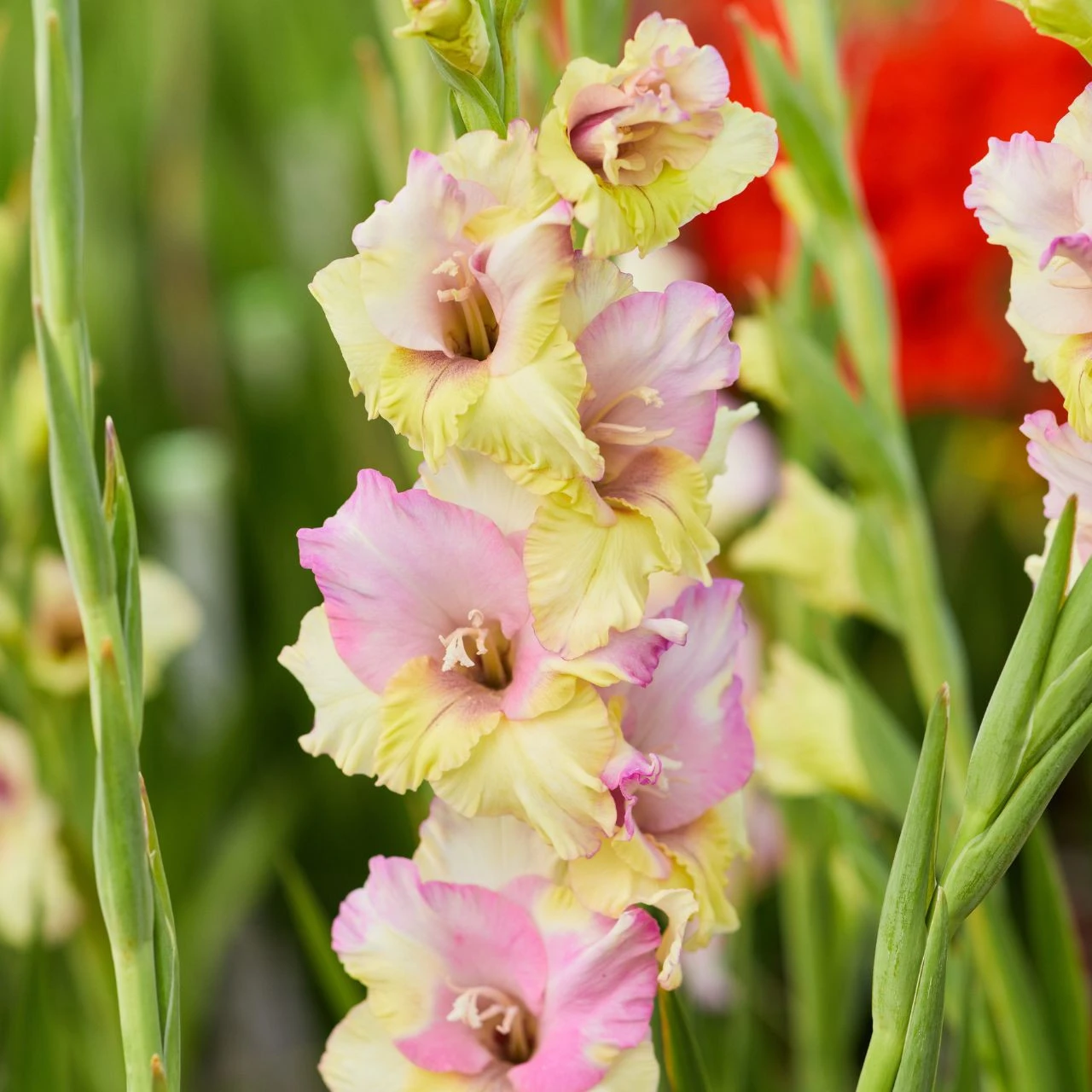 Gladiolus Large Flowering Mon Amour - Image 2
