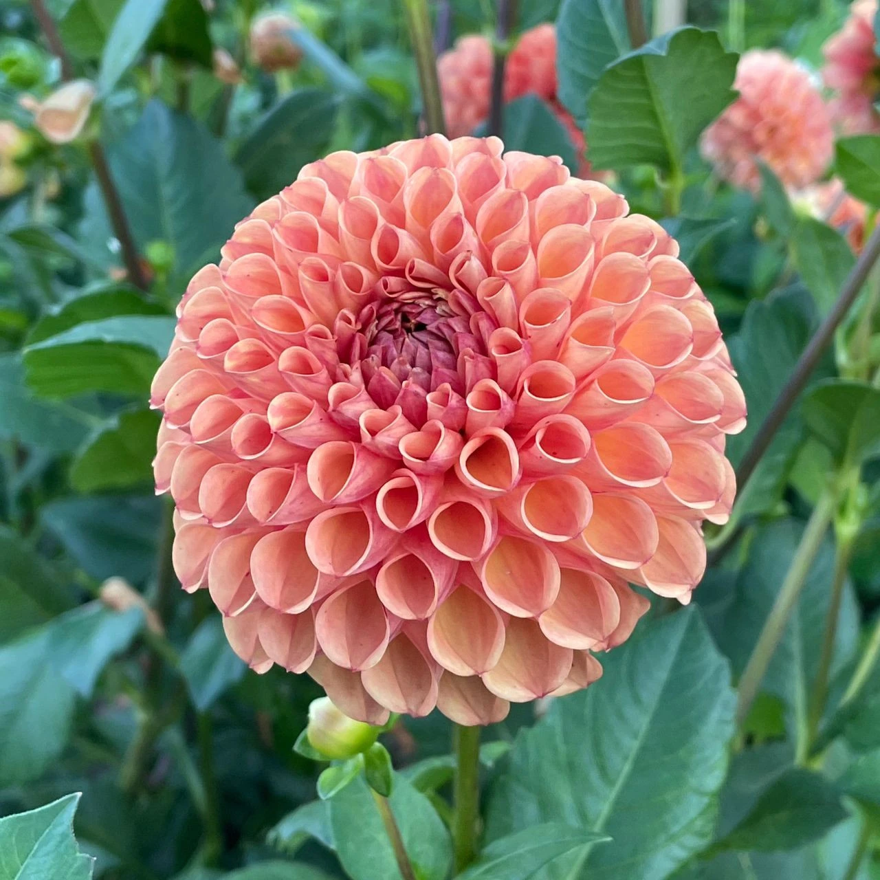 Dahlia Ball Cornel Bronze - Image 5