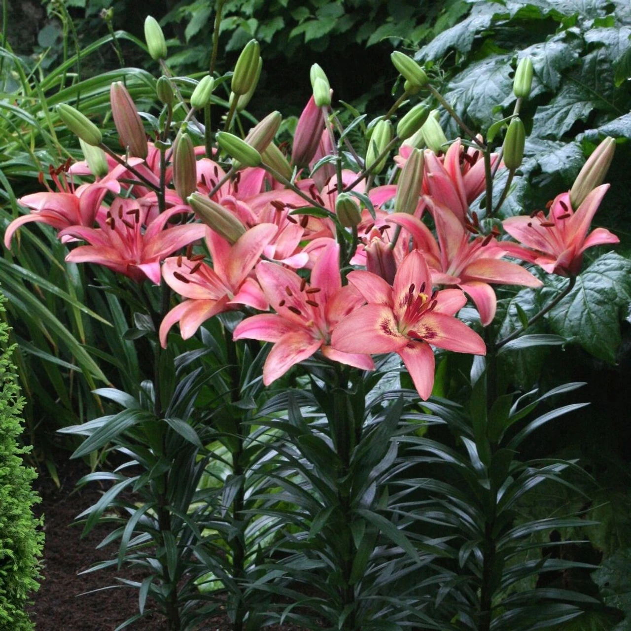Lily Asiatic Tinilco - Image 2