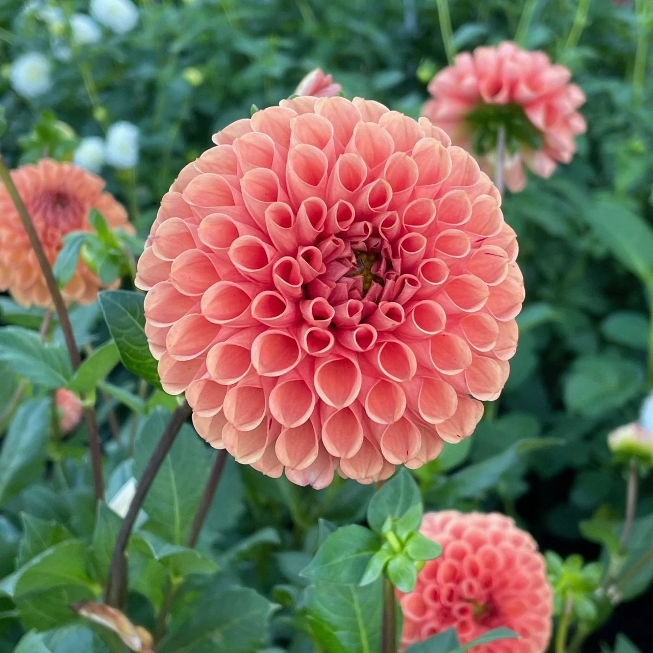 Dahlia Ball Cornel Bronze - Image 3