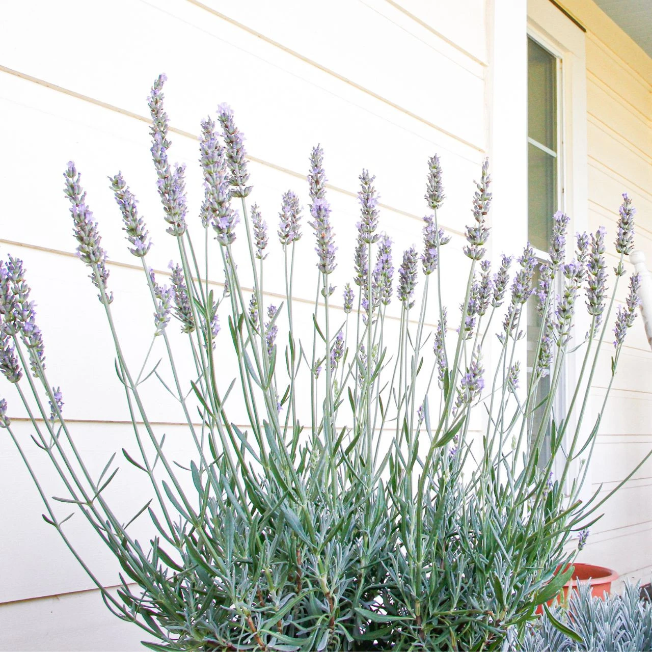 Lavandula Sensational! - Image 4