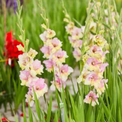 Gladiolus Large Flowering Mon Amour