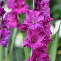 Gladiolus Large Flowering Sugar Plum