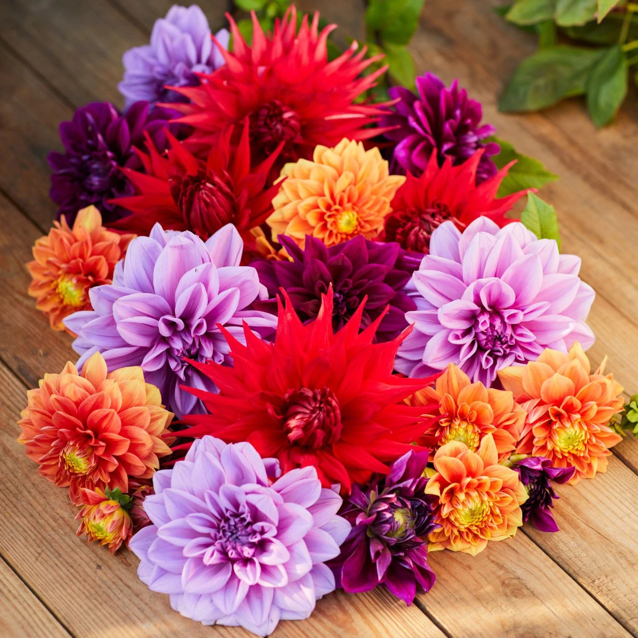 Dahlia Assorted Mulberry Mango Collection