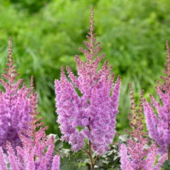 Astilbe Chinensis Purple Rain