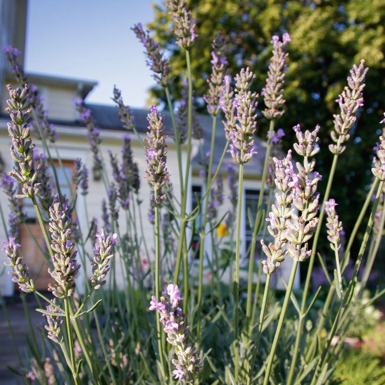 Lavandula Sensational! - Image 3