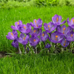 Crocus Large Flowering Flower Record