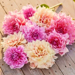 Dahlia Dinnerplate Cloud Nine Collection