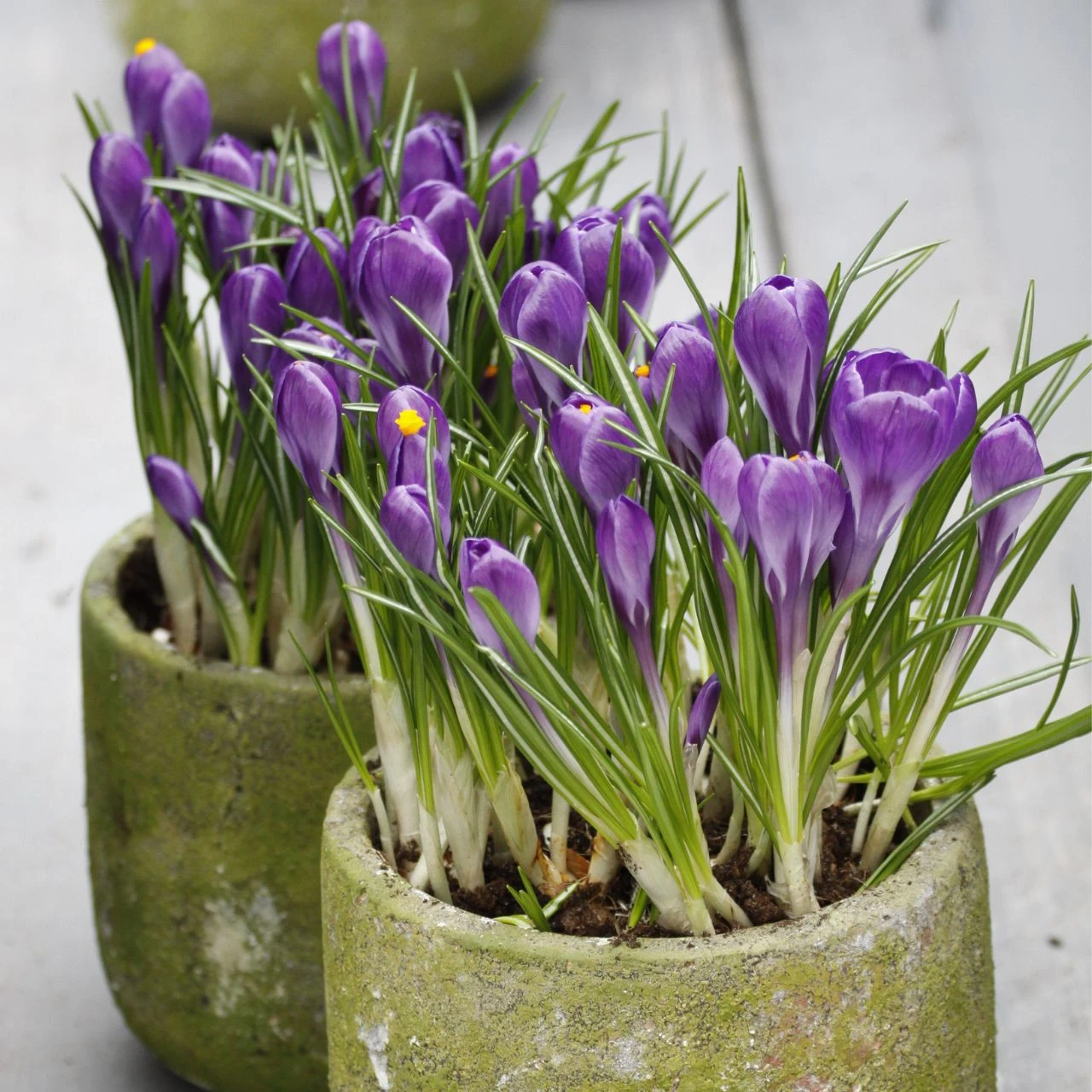 Crocus Large Flowering Flower Record - Image 2