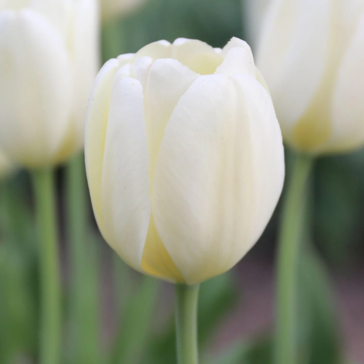 Tulip Darwin Hybrid Ivory Floradale