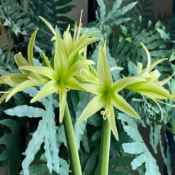 Amaryllis Single Evergreen