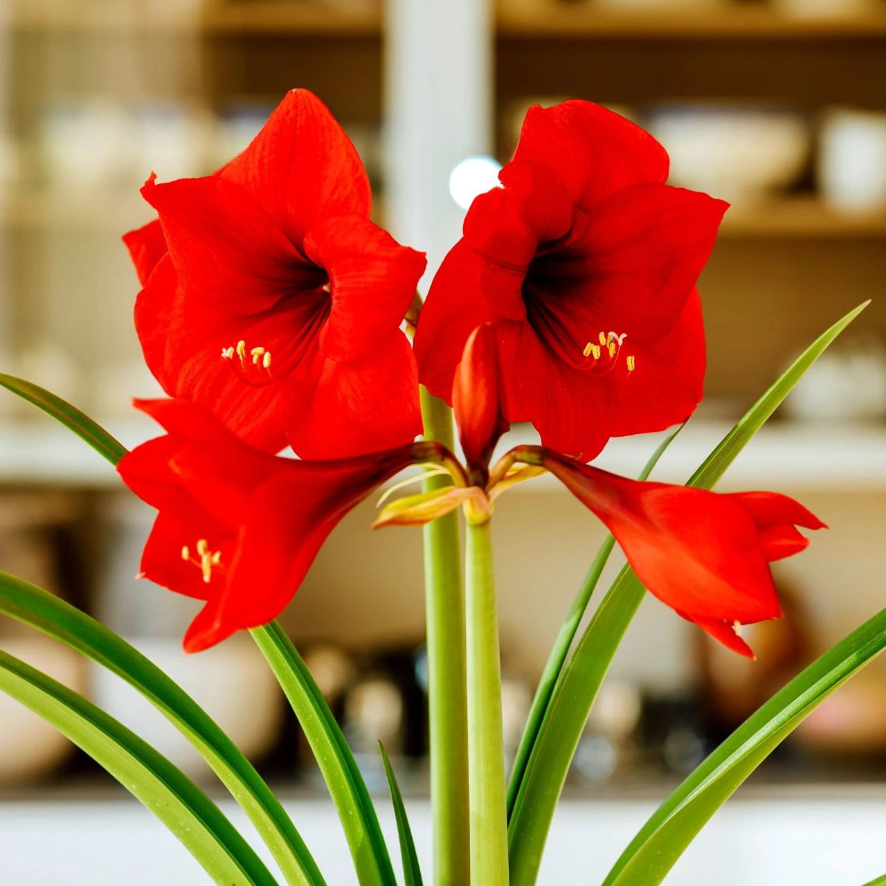Amaryllis Single Red Lion - Image 3